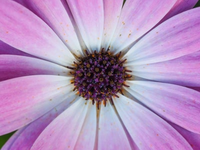 紫色雏菊花微距照片